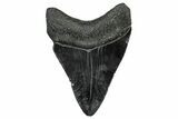 Serrated, Fossil Megalodon Tooth - South Carolina #332220-1